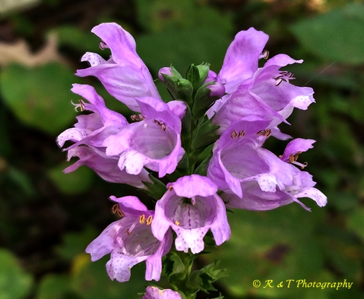 {Physostegia virginiana ssp. praemorsa}